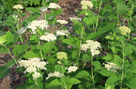 Natural Landscapes Nursery Hydrangea arborescens