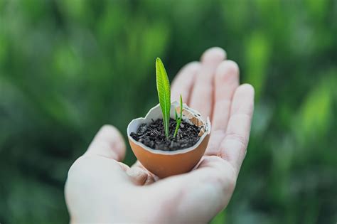 Greenhouse Farming Revolutionizing Sustainable Agriculture