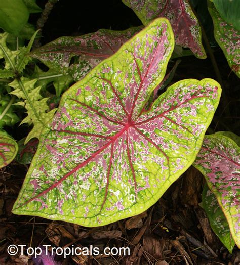 Caladium Bicolor Caladium Fancy Leaved Caladium