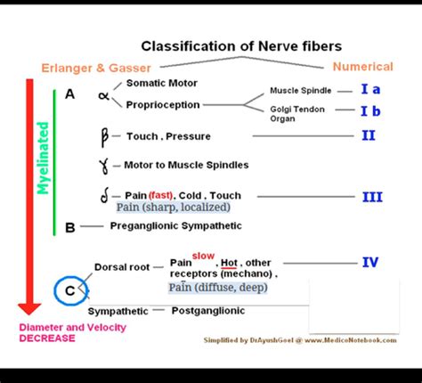 Neurophys Unit Flashcards Quizlet