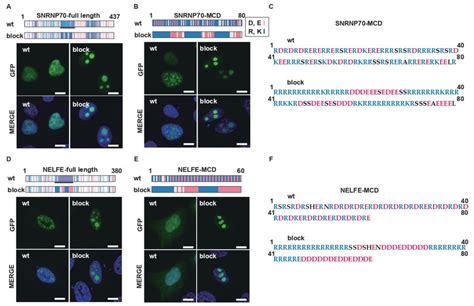 Charge Patterning In A Natural R Mcd Determines The Distribution Of