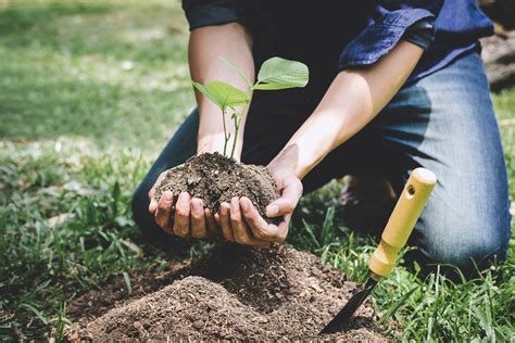 Conoce Los Proyectos De Reforestaci N Que Hay En Espa A