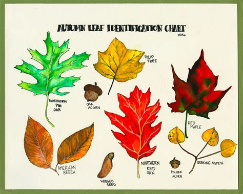 Leaf Identification Chart A Visual Reference Of Charts Chart Master