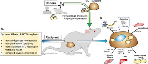 The Beneficial Effects Of Brown Adipose Tissue Transplantation