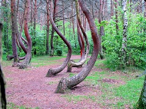 Кривий Ліс у Польщі: фотопрогулянка загадковим місцем - Tochka.net