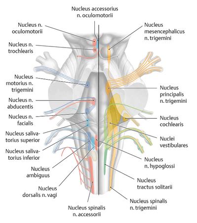 Hirnstamm Flashcards Quizlet