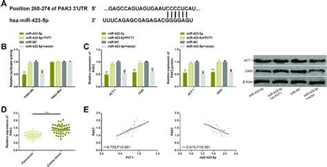 Pvt Targeted Mir P To Mediate Pak Expression A Mir P And
