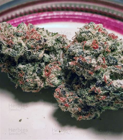 Purple Punch Feminized Seeds For Sale By Big Head Seeds Herbies Seeds