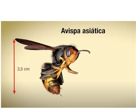 Avispa asiática consejos y recomendaciones En Pozuelo