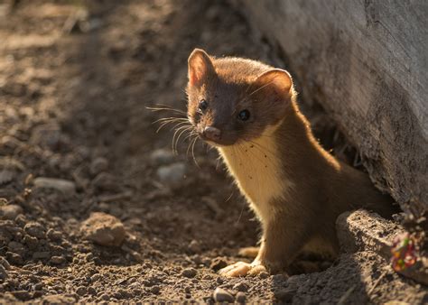 Long Tailed Weasel Mustela Frenata Marymoor Park Redmon Flickr