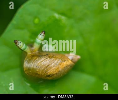 Snail Infected With A Parasite In Its Tentacles Stock Photo Alamy