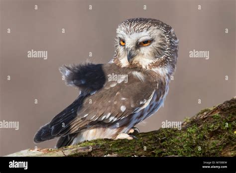 Northern Saw Whet Owl Portrait Stock Photo Alamy