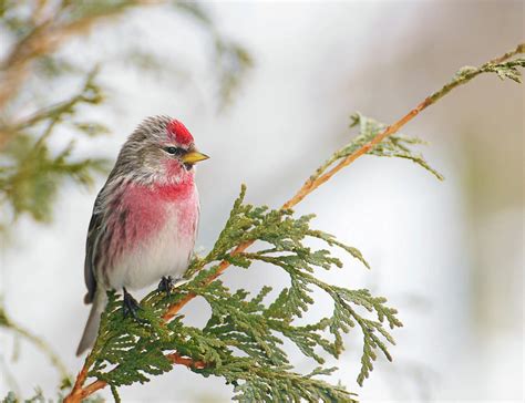 Male common redpoll Photograph by Kelly Nelson - Pixels