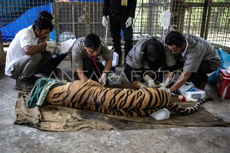 Pelepasliaran Harimau Sumatera Antara Foto