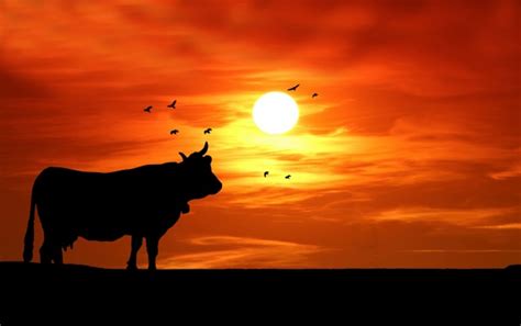 Cow Sunset Silhouette Free Stock Photo - Public Domain Pictures