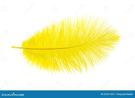 Yellow Ostrich Feather On A White Isolated Background Stock Image