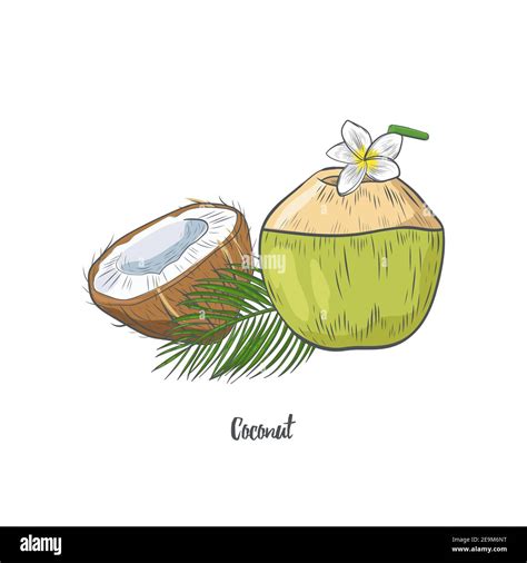 Coconut Drawing