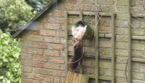 Eekhoorn Verzamelt Haar Vroege Vogels Bnnvara