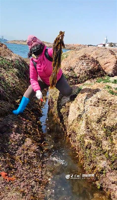 撬海蛎子捡海胆捞海带 老青岛人赶海淘宝贝 半岛网