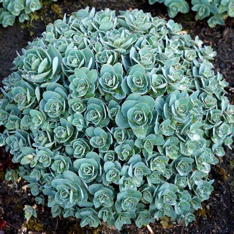 Sedum ‘rosetta Terra Nova® Nurseries Inc