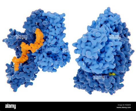 Hiv Reverse Transcriptase Inhibition Hi Res Stock Photography And