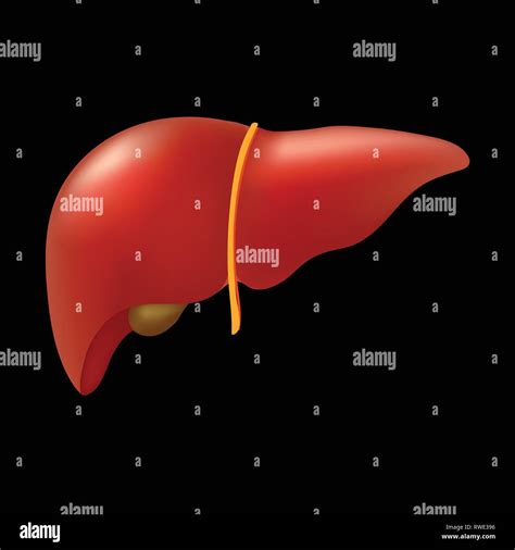 Realistic Human Liver Isolated On Black Background Stock Vector Image