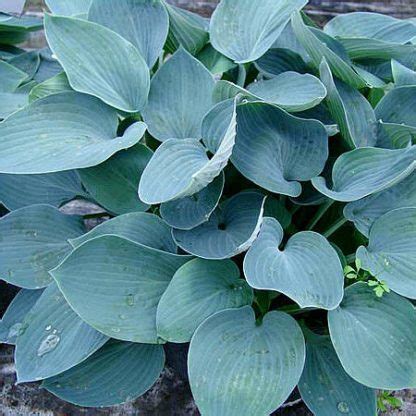 Hosta Lakeside Cupcake árnyékliliom Florapont