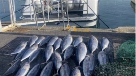 Pesca Controlli Delle Guardia Costiera Nelle Aree Marine Protette Del