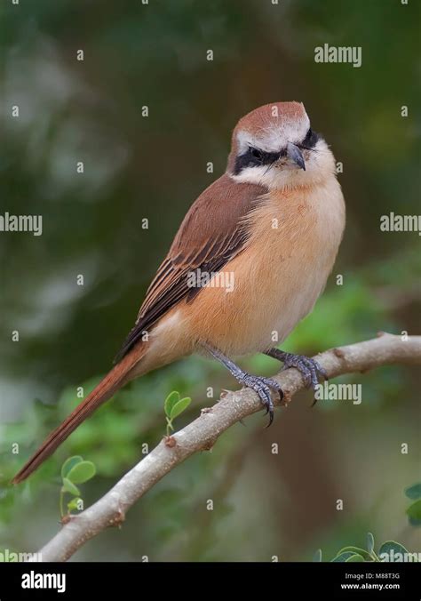 Bruine Klauwier Brown Shrike Lanius Cristatus Stock Photo Alamy