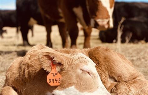 Reviewing Your Beef Herd Radio 570 Wnax