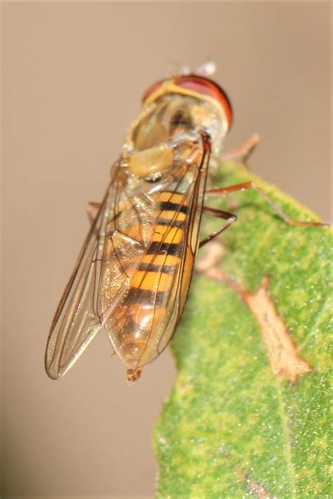 Photo Marmalade Hoverfly Episyrphus Balteatus Observation Org