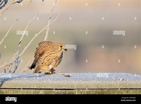 A Common Kestrel Falco Tinnunculus Eating A Mouse Stock Photo Alamy