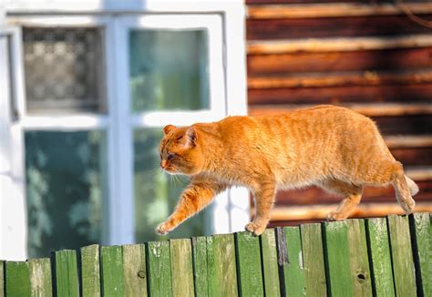 How do Russian CATS spend their time at the dacha? (PHOTOS) - Russia Beyond
