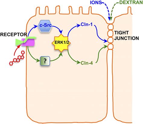 Ouabain Modulates Epithelial Cell Tight Junction PNAS