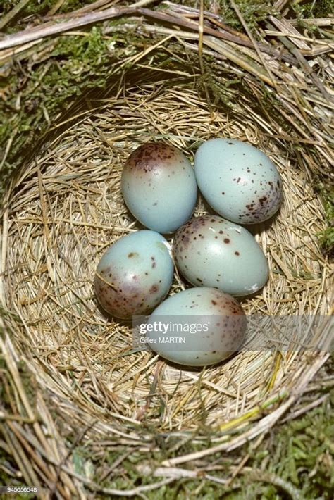 Mistle thrush nest with eggs . News Photo - Getty Images