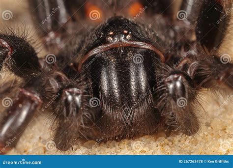 Aranha Da Teia Do Funil Sydney Foto De Stock Imagem De Altamente