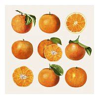 Hand Drawn Natural Fresh Oranges Premium Photo Rawpixel