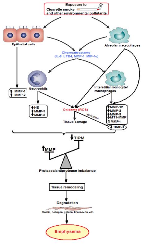 Cell Types Producing Matrix Metalloproteinases MMPs And Tissue Type