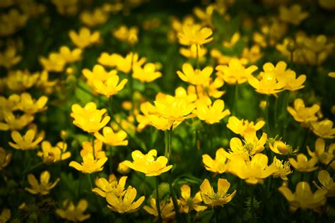 Free Images Nature Grass Blossom Field Meadow Sunlight Petal