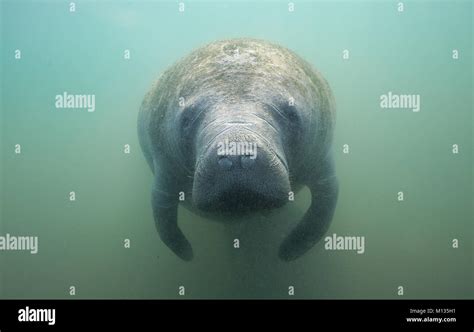 Adorable manatee underwater portrait Stock Photo - Alamy