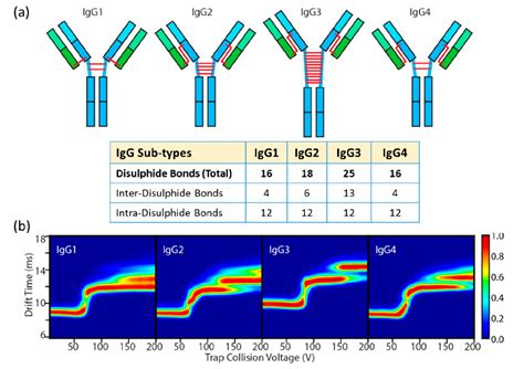 Ion Mobility Mass Spectrometry Im Ms For Structural Biology Insights