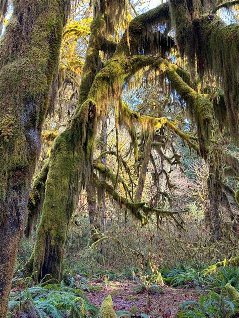 Visiting the Hoh Rainforest in Winter: Everything You Need to Know