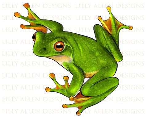 White-lipped Tree Frog Illustrations Png Digital Downloadfrog | Etsy