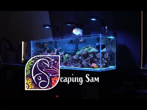 Half A Year Of Maturing My Reef Tank YouTube