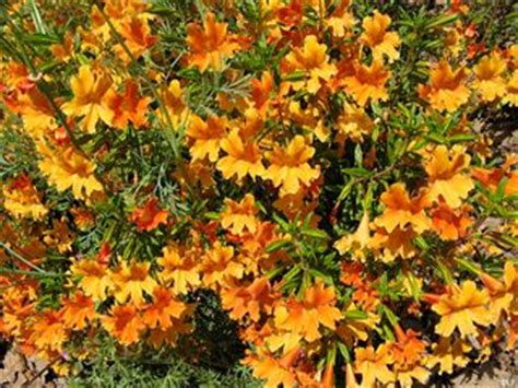 GARDENWRIGHT: DROUGHT TOLERANT COTTAGE GARDENS