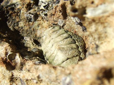 Chitonidae Chiton Dscf3413 Kingdomanimalia Phylummollusc Flickr