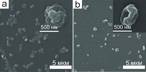 A Tem Image Of Magnetite Nanoparticles And B Their Size