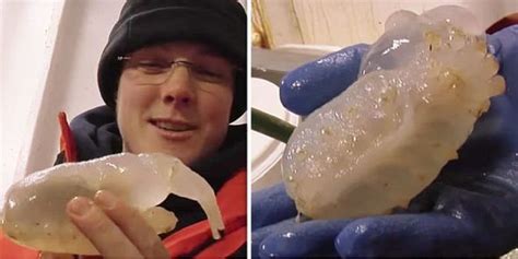 Strange Creature Found Meters Beneath Antarctic Ice Like