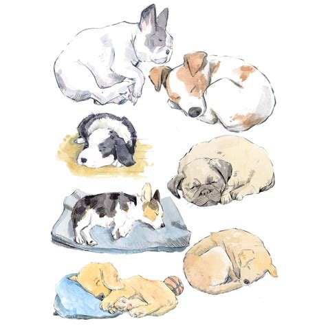 Dog Sleeping Drawing