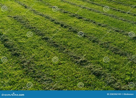 Freshly Mowed Grass Smooth Grooves Are Visible Stock Image Image Of Grassy Outdoor 258396749